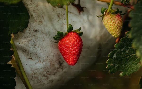 Best Fast-Growing Fruit Plants for Impatient Gardeners