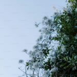 Best Flowering Vines for Fences, Arbors, and Trellises