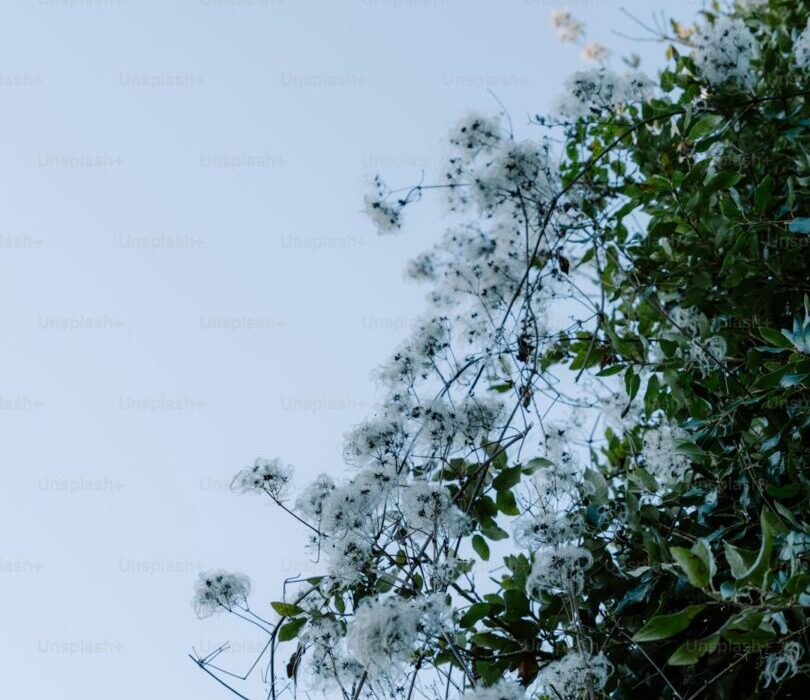 Best Flowering Vines for Fences, Arbors, and Trellises