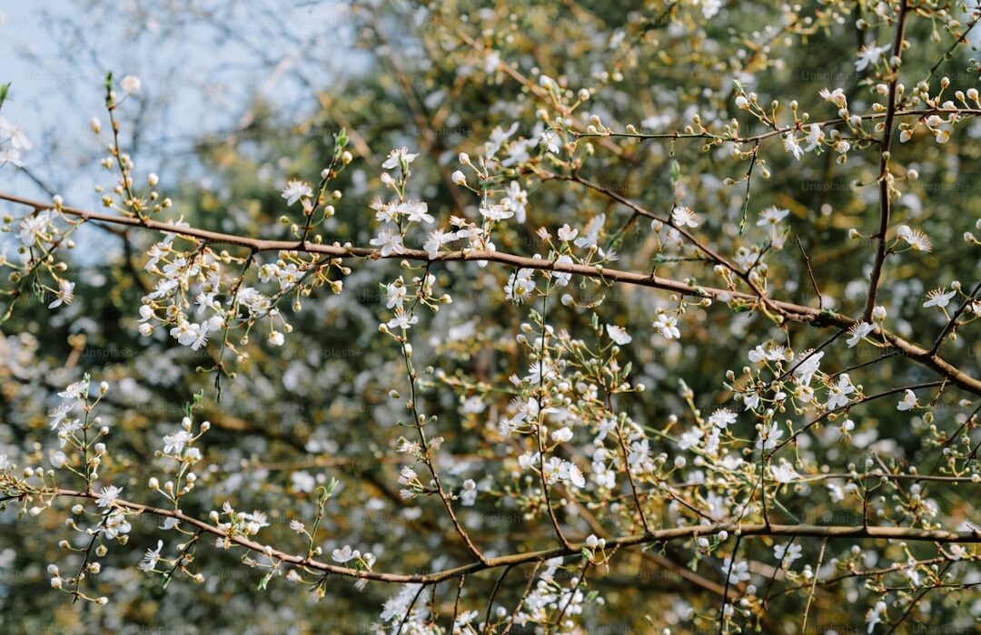 Best Flowering Vines for Fences, Trellises, and Arbors