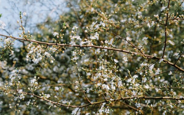 Best Flowering Vines for Fences, Trellises, and Arbors