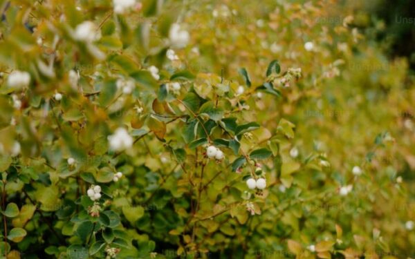 Best Flowering Vines for Garden Trellises and Arbors