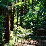 Best Ground Cover Plants for Shade: Low-Maintenance Solutions