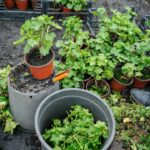 Best Herbs to Grow Together in Containers: Companion Guide