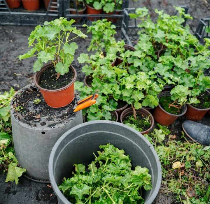 Best Herbs to Grow Together in Containers: Companion Guide