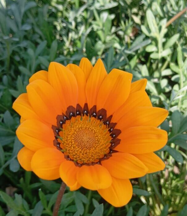 Best Low-Maintenance Flowers for Beginner Gardeners