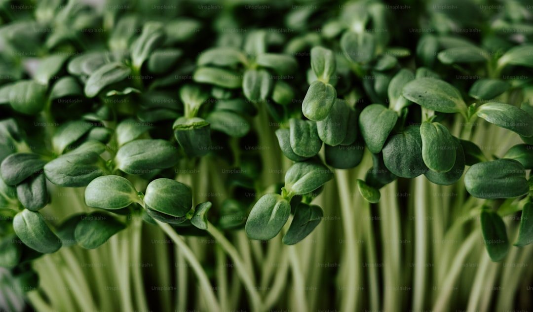 Best Microgreen Varieties for Beginners: Easiest and Most Nutritious