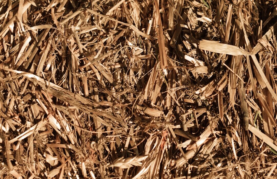 Best Mulch for Vegetable Gardens: Comparing Your Options