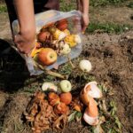 Best Organic Fertilizers for Vegetable Gardens