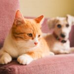 Best Pet-Safe Houseplants: Non-Toxic Plants for Cat and Dog Owners