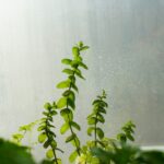 Best Plants for Hydroponic Growing: Beginner to Advanced