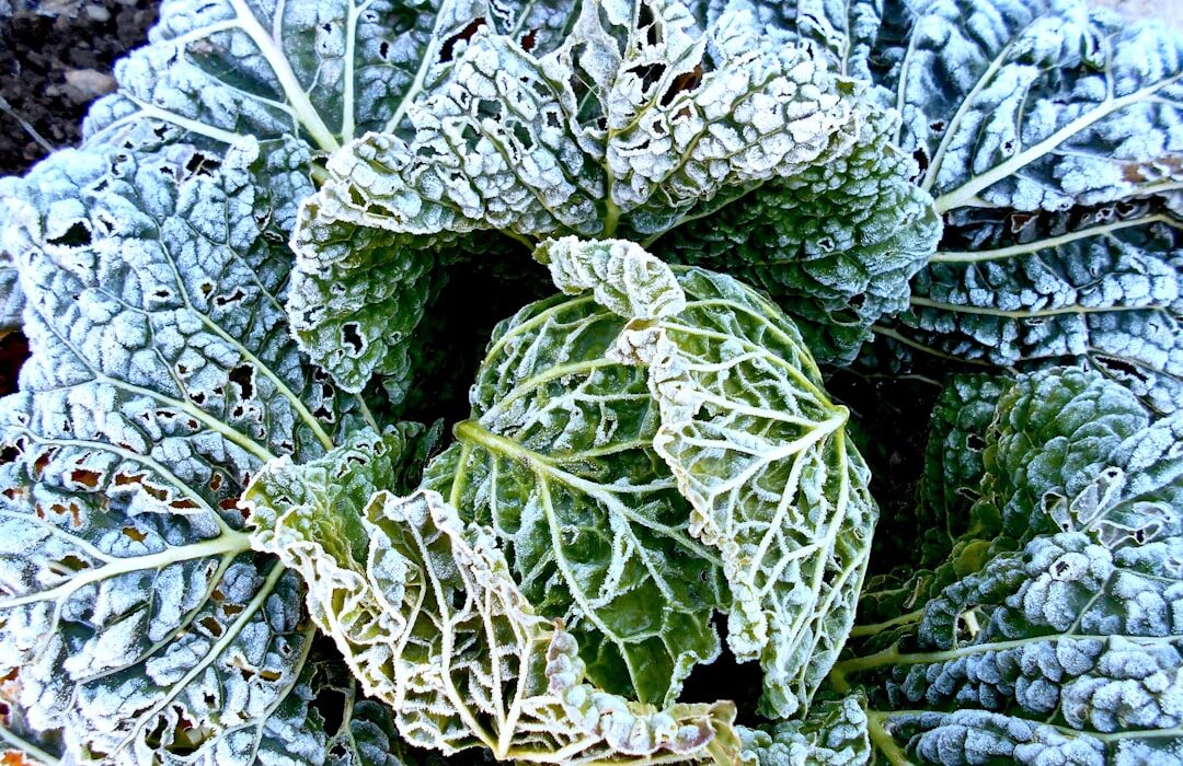 Best Vegetables to Plant in Fall for a Winter Harvest