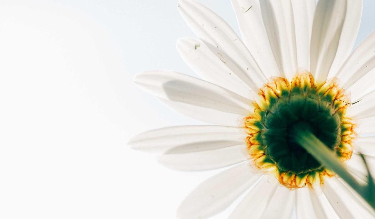 Biochar for Gardens: How to Use It to Improve Soil Health