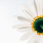 Biochar for Gardens: How to Use It to Improve Soil Health