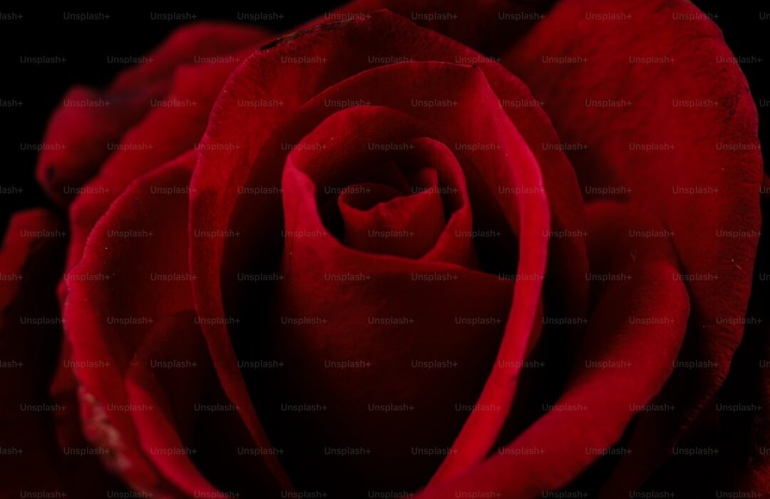 Black Spot on Roses: Treatment and Prevention