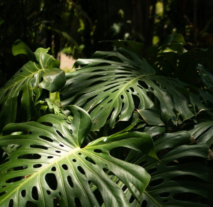 Bold Leaf Plants: Large-Leaved Varieties for Maximum Impact