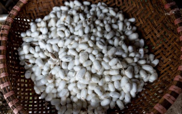 Bone Meal vs Blood Meal: When to Use Each