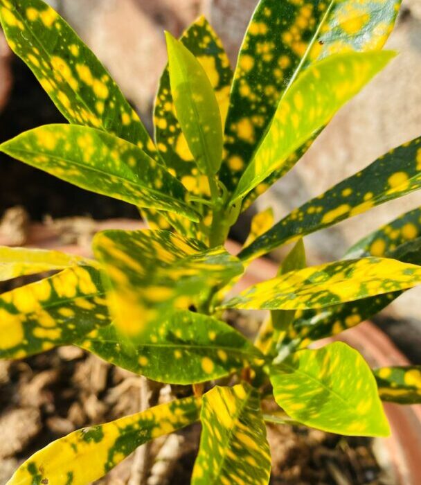 Brown and Yellow Leaves on Houseplants: Causes and Fixes