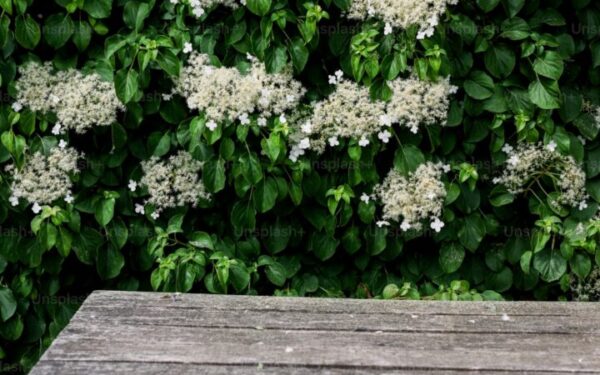 Build a Garden Bench: Simple Weekend Woodworking Project