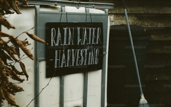Build a Rain Barrel System: Collect Free Water for Your Garden