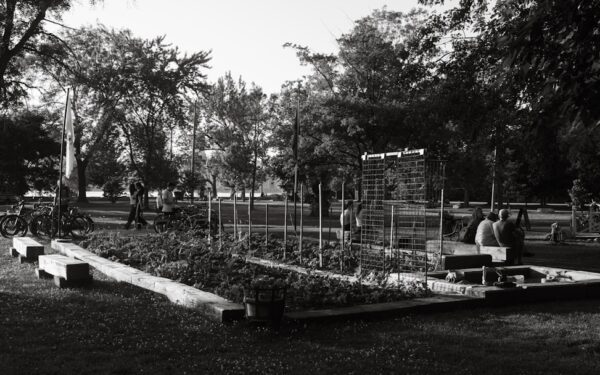 Building a DIY Greenhouse on a Budget