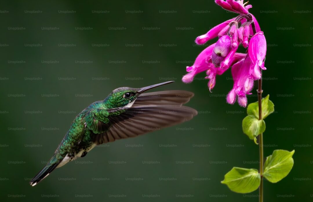 Butterfly and Hummingbird Garden: Attracting Pollinators with Flowers