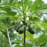 Butternut Trees: Growing the White Walnut