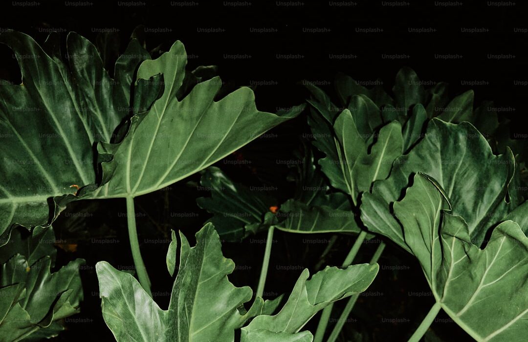 Cabbage Worms and Loopers: Protecting Brassicas