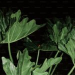 Cabbage Worms and Loopers: Protecting Brassicas