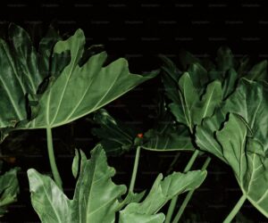 Cabbage Worms and Loopers: Protecting Brassicas