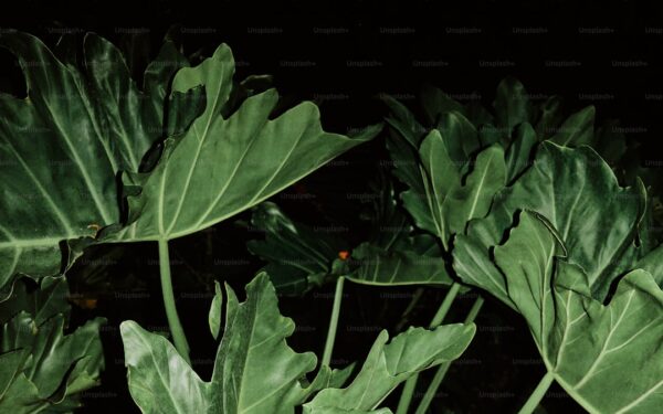 Cabbage Worms and Loopers: Protecting Brassicas