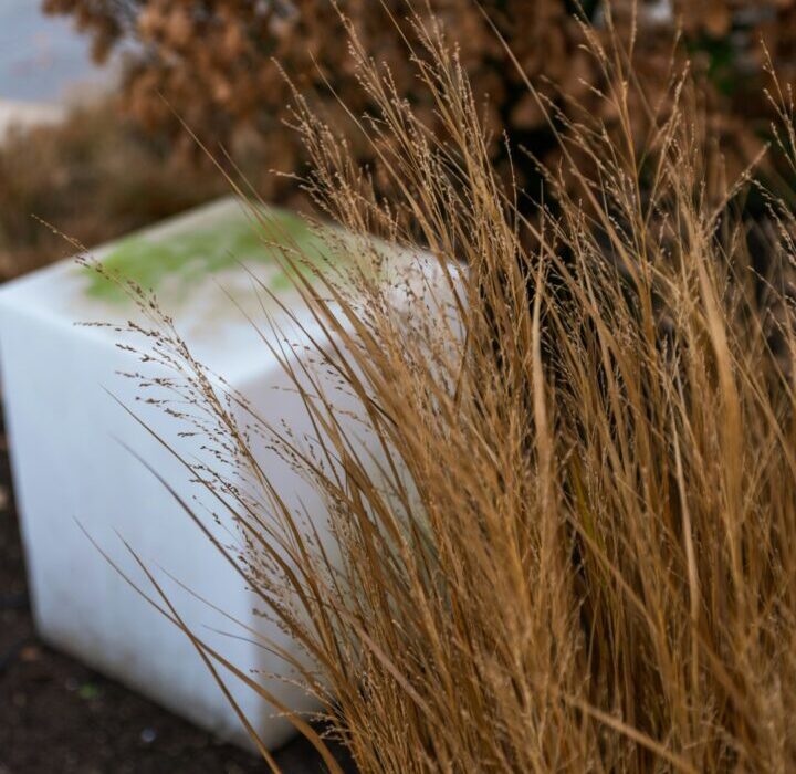 Cardboard Mulch: Free Weed Barrier for Garden Beds