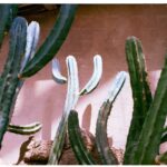 Christmas Cactus Care: How to Get Yours to Bloom Every Year