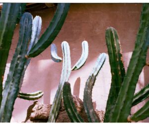 Christmas Cactus Care: How to Get Yours to Bloom Every Year