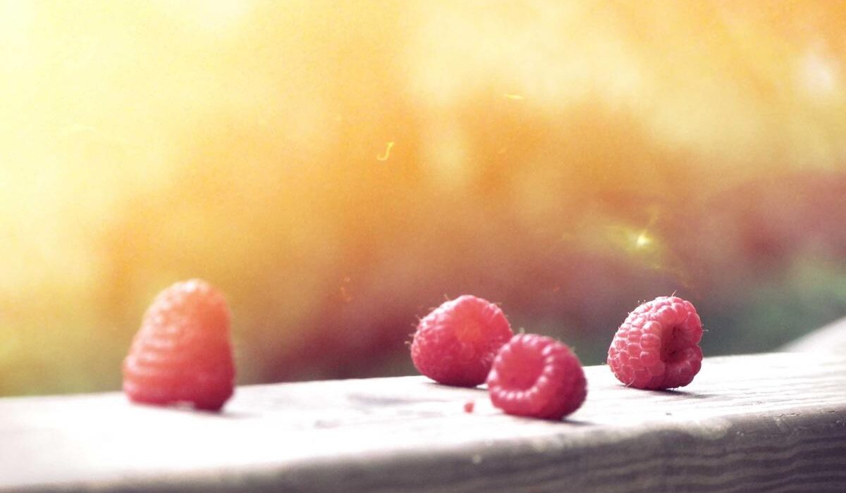 Clover Lawn Alternative: Benefits of Growing Clover