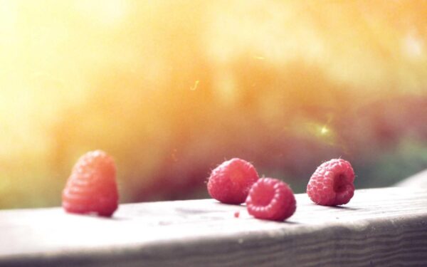 Clover Lawn Alternative: Benefits of Growing Clover