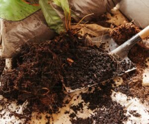 Cocoa Hull Mulch: Chocolate-Scented Garden Coverage