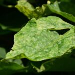 Common Hydroponic Problems and How to Fix Them