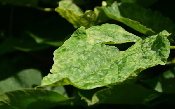 Common Hydroponic Problems and How to Fix Them