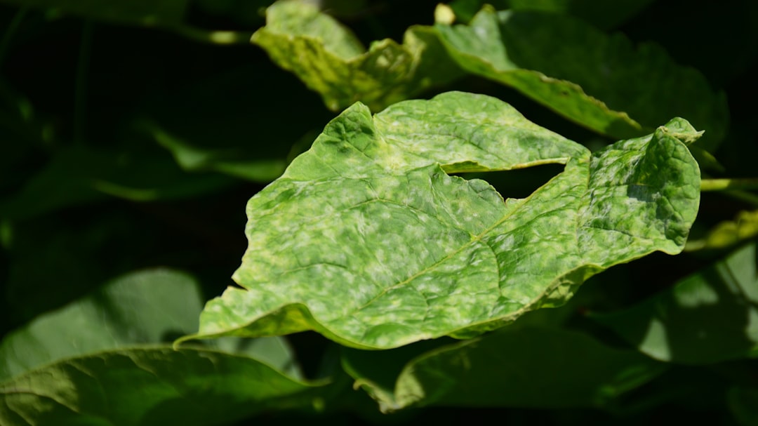 Common Hydroponic Problems and How to Fix Them