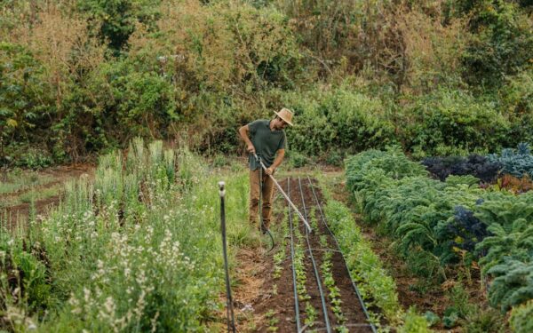 Companion Planting Chart: The Complete Guide to Plant Pairings