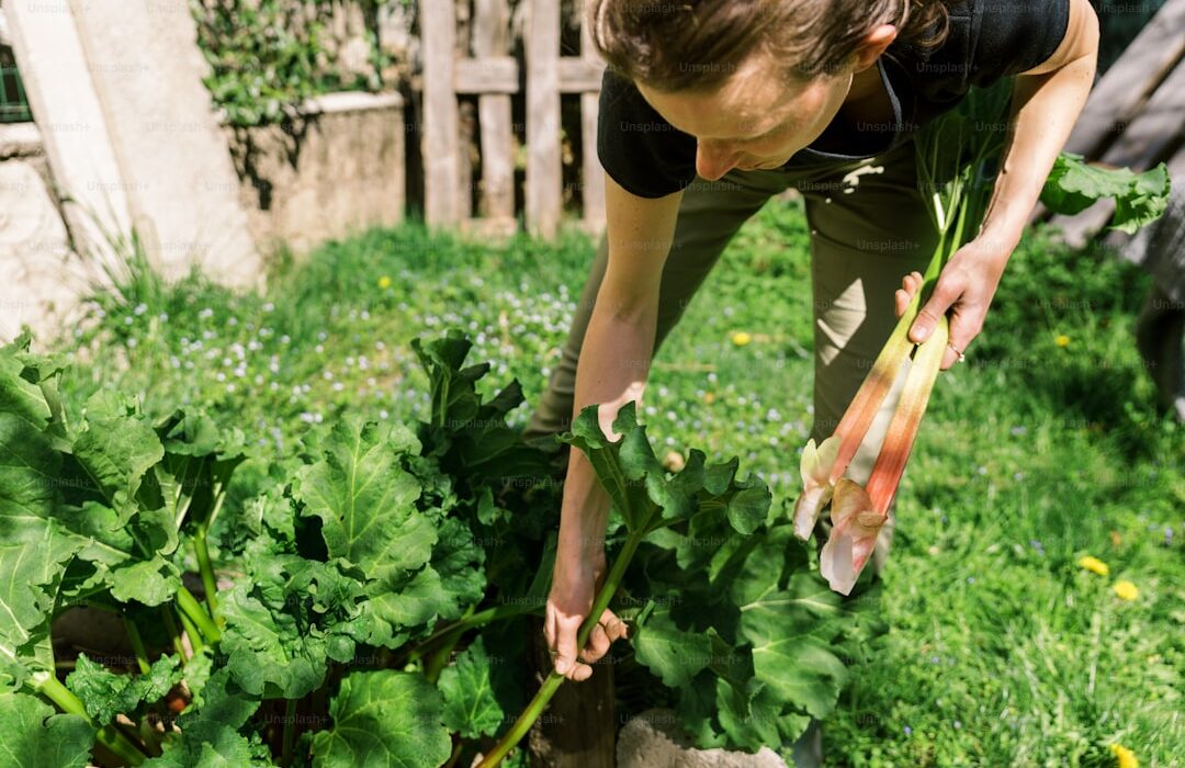 Companion Planting for Brassicas: Protect Cabbage, Broccoli, and Kale