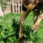 Companion Planting for Brassicas: Protect Cabbage, Broccoli, and Kale