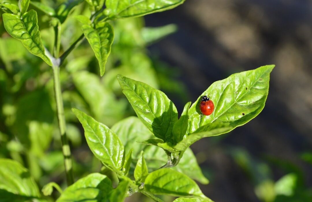 Companion Planting for Peppers: Best Partners for Heat-Loving Crops