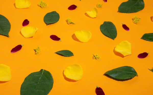 Companion Planting for Pest Control: Natural Ways to Protect Your Garden