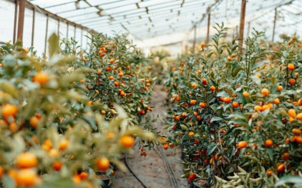 Companion Planting for Pest Control: Natural Garden Defense