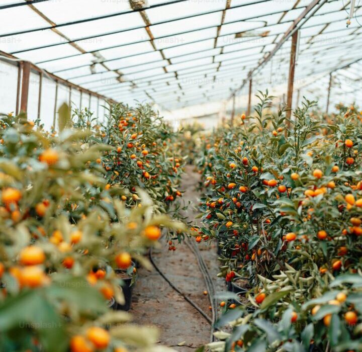 Companion Planting for Pest Control: Natural Garden Defense