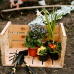 Companion Planting for Raised Beds: Maximize Small Space Gardens