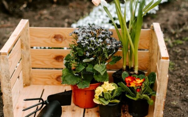 Companion Planting for Raised Beds: Maximize Small Space Gardens