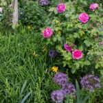 Companion Planting for Roses: Best Plants to Grow Near Roses